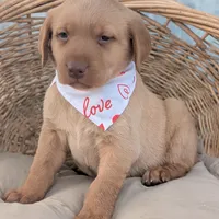 Yellow Male #1, a male Labrador Retriever for sale in Martinsville, MO – Photo 2 of 6