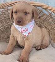 Yellow Male #1, a male Labrador Retriever for sale in Martinsville, MO – Photo 2 of 6