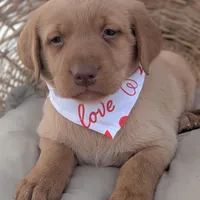 Yellow Male #1, a male Labrador Retriever for sale in Martinsville, MO – Photo 6 of 6