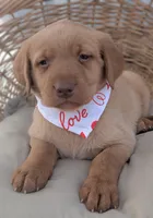 Yellow Male #1, a male Labrador Retriever for sale in Martinsville, MO – Photo 6 of 6