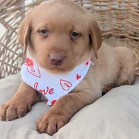 Yellow Male #1, a male Labrador Retriever for sale in Martinsville, MO – Photo 4 of 6