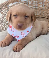 Yellow Male #1, a male Labrador Retriever for sale in Martinsville, MO – Photo 4 of 6