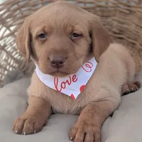 Yellow Male #1, a male Labrador Retriever for sale in Martinsville, MO – Photo 1 of 6