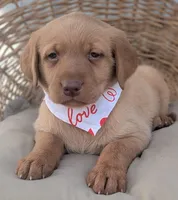 Yellow Male #1, a male Labrador Retriever for sale in Martinsville, MO – Photo 1 of 6