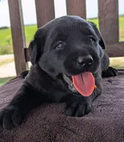 Black Male, a male Labrador Retriever for sale in Martinsville, MO – 5 of 10