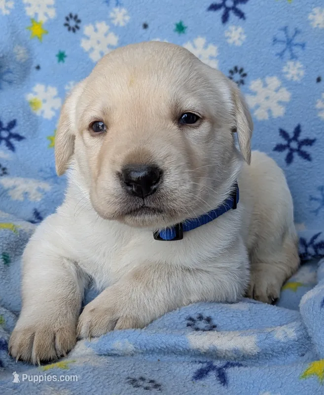 Male #1 – Labrador Retriever puppy for sale in Martinsville, MO