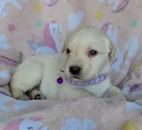 Female #2, a male Labrador Retriever for sale in Martinsville, MO – 2 of 3