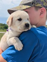 Yellow Girl, a female Labrador Retriever for sale in Martinsville, MO – 3 of 7