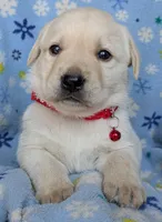 Male #4, a male Labrador Retriever for sale in Martinsville, MO – 8 of 9