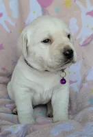 Female #4, a male Labrador Retriever for sale in Martinsville, MO – 5 of 5