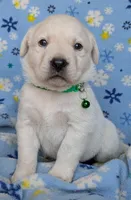 Male #2, a male Labrador Retriever for sale in Martinsville, MO – 2 of 6