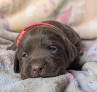 Chocolate Female #1, a female Labrador Retriever for sale in Martinsville, MO – Photo 1 of 6