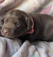 Chocolate Female #1, a female Labrador Retriever for sale in Martinsville, MO – Photo 2 of 6