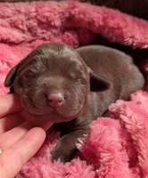 Chocolate Female #1, a female Labrador Retriever for sale in Martinsville, MO – Photo 6 of 6