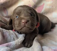 Chocolate Female #1, a female Labrador Retriever for sale in Martinsville, MO – Photo 3 of 6