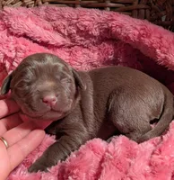 Chocolate Female #1, a female Labrador Retriever for sale in Martinsville, MO – Photo 4 of 6