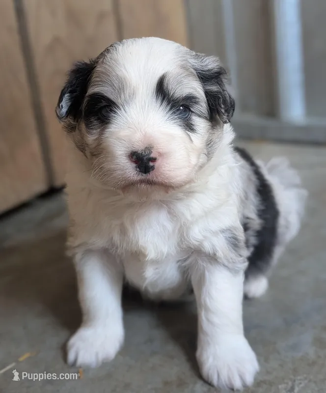 Merle Boy – Miniature Aussiedoodle puppy for sale in Martinsville, MO