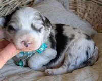 Merle Boy, a male Miniature Aussiedoodle for sale in Martinsville, MO – Photo 3 of 9