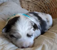 Merle Boy, a male Miniature Aussiedoodle for sale in Martinsville, MO – Photo 5 of 9