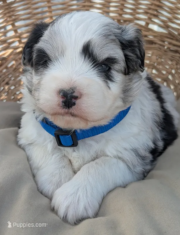 Merle Boy – Miniature Aussiedoodle puppy for sale in Martinsville, MO