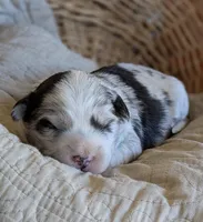 Merle Boy, a male Miniature Aussiedoodle for sale in Martinsville, MO – Photo 1 of 9