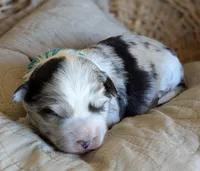 Merle Boy, a male Miniature Aussiedoodle for sale in Martinsville, MO – Photo 8 of 9