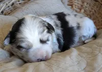 Merle Boy, a male Miniature Aussiedoodle for sale in Martinsville, MO – Photo 2 of 9