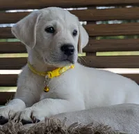 Male #3, a male Labrador Retriever for sale in Martinsville, MO – 9 of 10