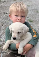 Male #3, a male Labrador Retriever for sale in Martinsville, MO – 5 of 10