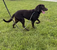 Skip , a male Labrador Retriever for sale in Jacksonville, FL – 1 of 1