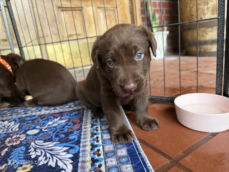 Gunner – Labrador Retriever puppy for sale in Jacksonville, FL