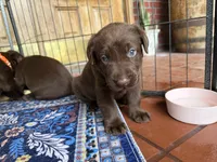 Gunner, a male Labrador Retriever for sale in Jacksonville, FL – 1 of 3