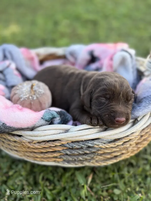 Pumpkin 🎃  – Labrador Retriever puppy for sale in Jacksonville, FL