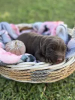 Pumpkin 🎃 , a female Labrador Retriever for sale in Jacksonville, FL – 1 of 1