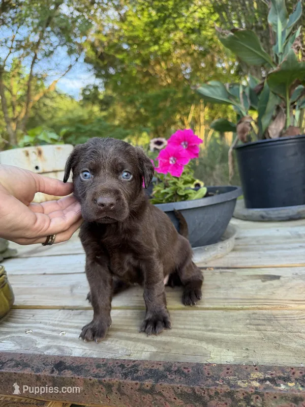 Cutie – Labrador Retriever puppy for sale in Jacksonville, FL