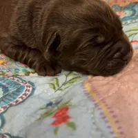 Cutie, a female Labrador Retriever for sale in Jacksonville, FL – Photo 2 of 2