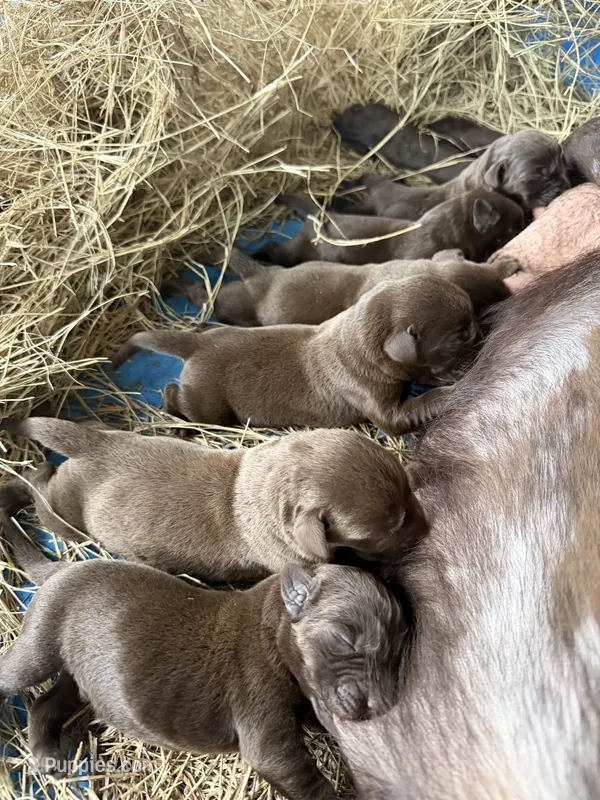 Puppy A – Labrador Retriever puppy for sale in Jacksonville, FL