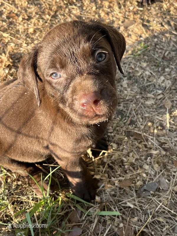 Sweet pea – Labrador Retriever puppy for sale in Jacksonville, FL