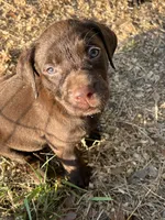 Sweet pea, a female Labrador Retriever for sale in Jacksonville, FL – 1 of 1