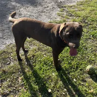 Hank, a male Labrador Retriever for sale in Jacksonville, FL – Photo 1 of 2