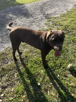 Hank, a male Labrador Retriever for sale in Jacksonville, FL – Photo 1 of 2