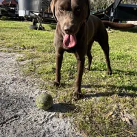 Hank, a male Labrador Retriever for sale in Jacksonville, FL – Photo 2 of 2
