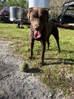 Hank, a male Labrador Retriever for sale in Jacksonville, FL – Photo 2 of 2