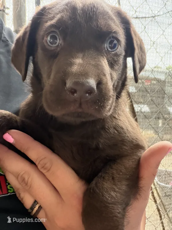 🌻Sunflower🌻  – Labrador Retriever puppy for sale in Jacksonville, FL