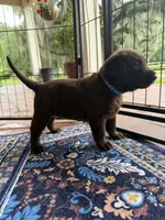 Gunner, a male Labrador Retriever for sale in Jacksonville, FL – 2 of 3