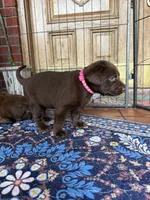 Cutie, a female Labrador Retriever for sale in Jacksonville, FL – 3 of 3