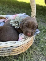 Star ⭐️ , a female Labrador Retriever for sale in Jacksonville, FL – 1 of 1