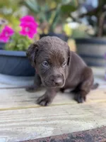 Teddy Bear , a male Labrador Retriever for sale in Jacksonville, FL – 2 of 2