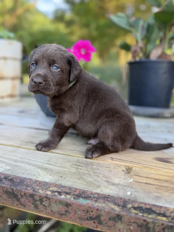 Teddy Bear  – Labrador Retriever puppy for sale in Jacksonville, FL