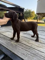 🌻Sunflower🌻 , a female Labrador Retriever for sale in Jacksonville, FL – 2 of 2